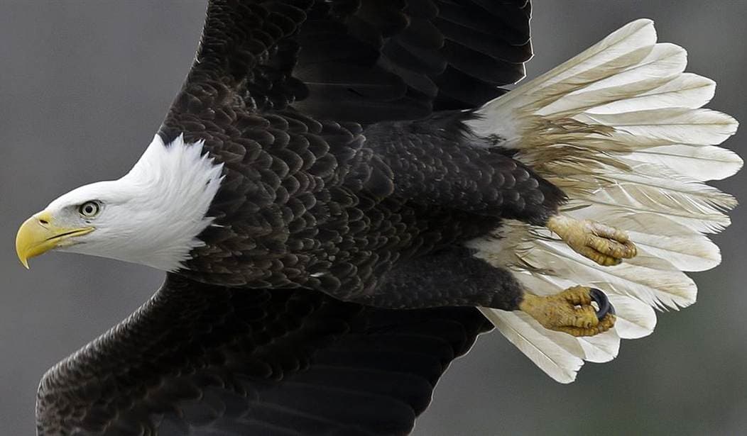 MONSTER Bird Flu Update: Unprecedented Mammal-to-Mammal Transmission Confirmed